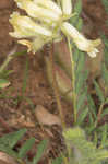 Tennessee milkvetch